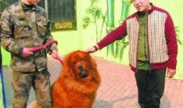 藏獒先生爆料视频大全最新